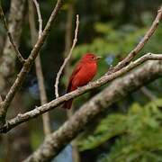 Summer Tanager