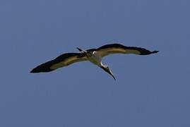 Wood Stork