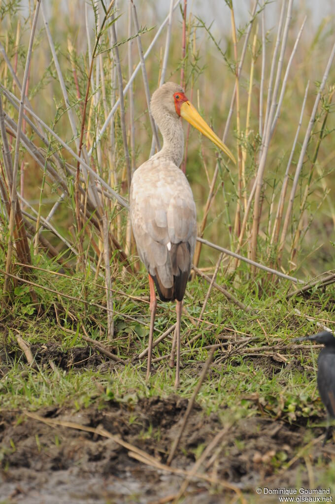 Yellow-billed Stork