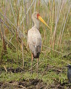 Yellow-billed Stork