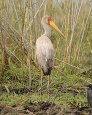 Tantale ibis