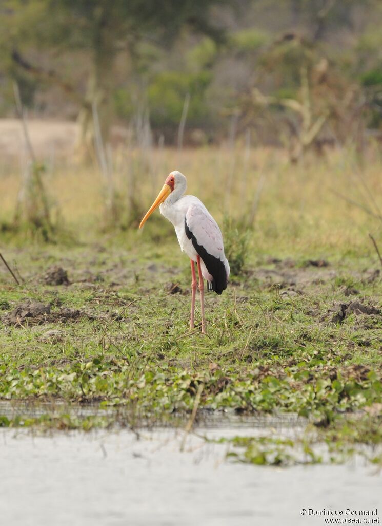 Yellow-billed Stork