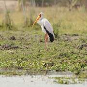 Yellow-billed Stork