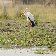 Tantale ibis