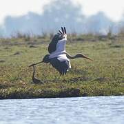 Yellow-billed Stork