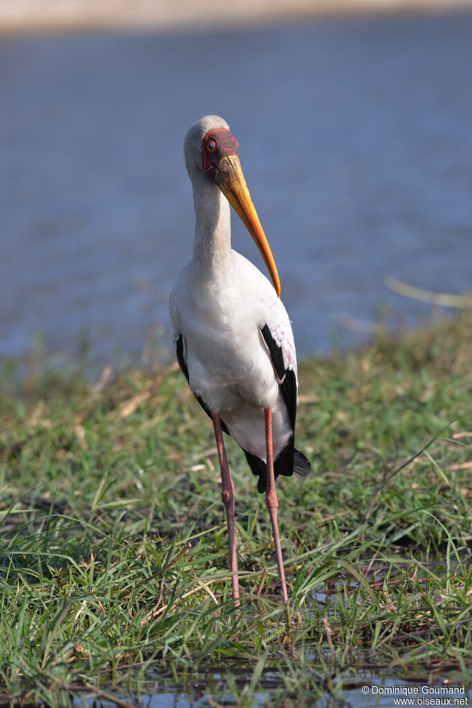 Yellow-billed Stork