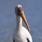 Yellow-billed Stork