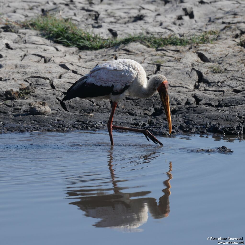 Yellow-billed Storkadult