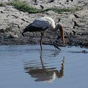 Yellow-billed Stork