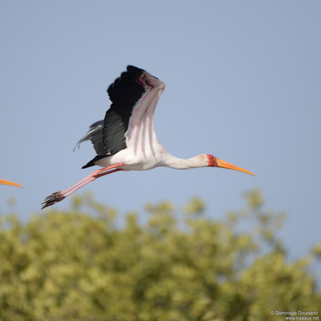 Tantale ibis, Vol