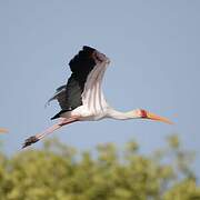 Yellow-billed Stork