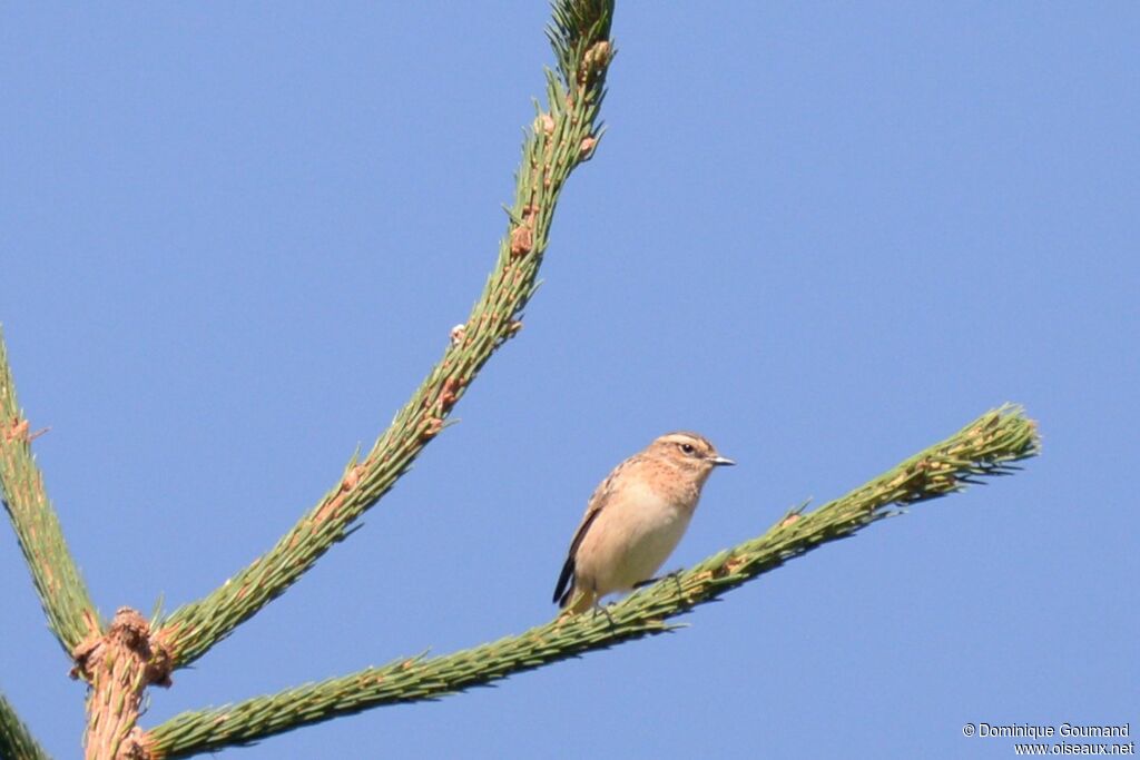 Whinchat female adult