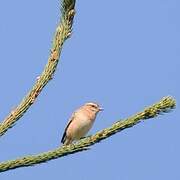 Whinchat