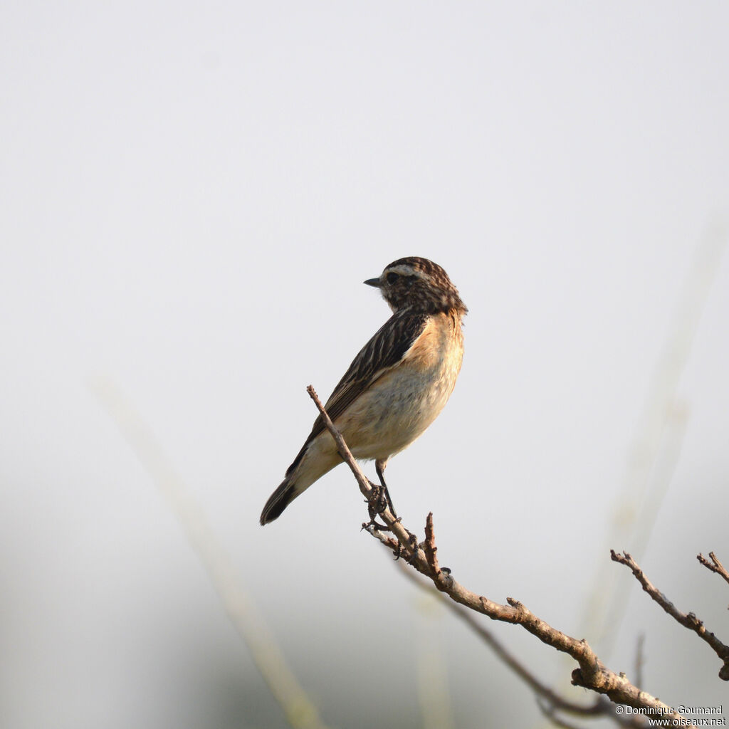 Whinchat female adult, identification