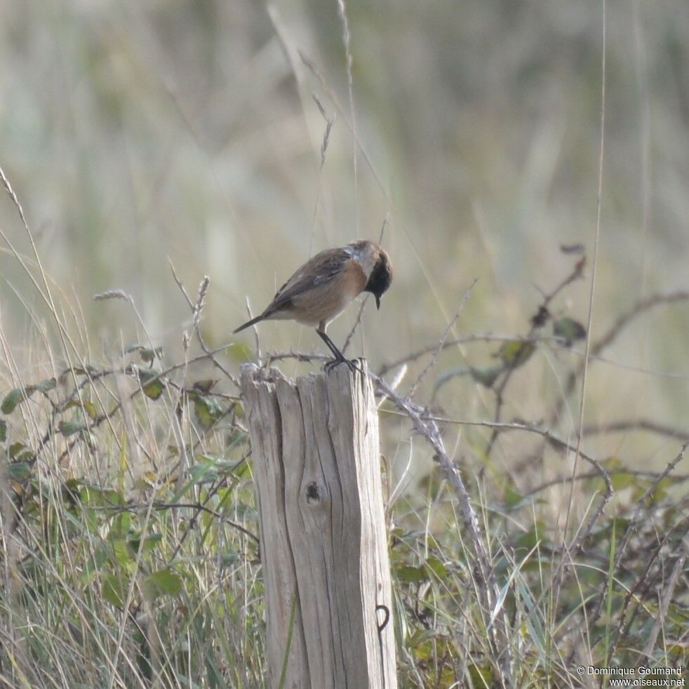 European Stonechat male adult