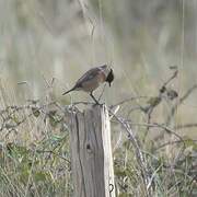 European Stonechat