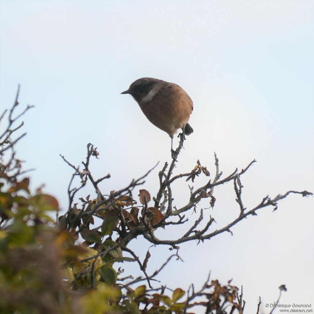 European Stonechat male adult