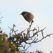 European Stonechat