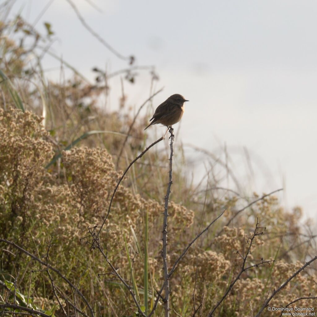 European Stonechat female adult