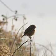 European Stonechat