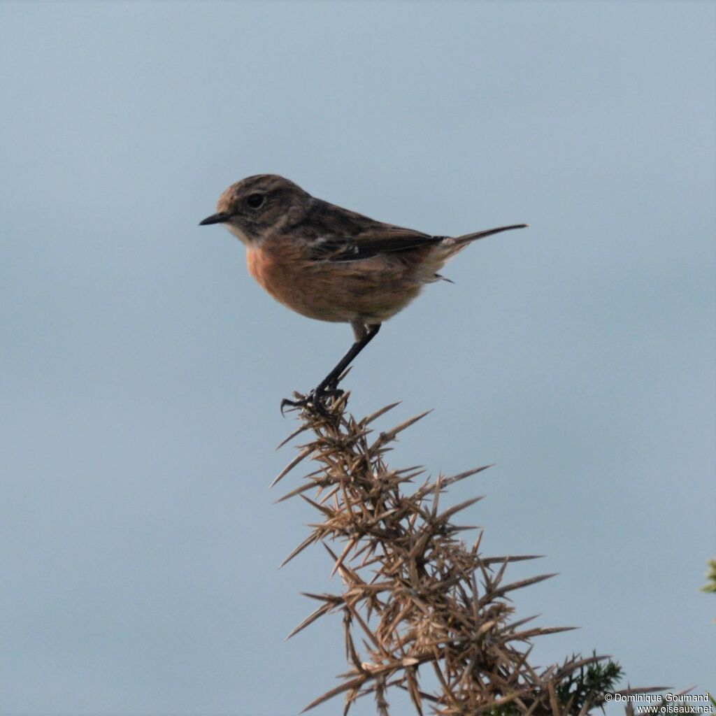 European Stonechat female