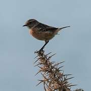 European Stonechat