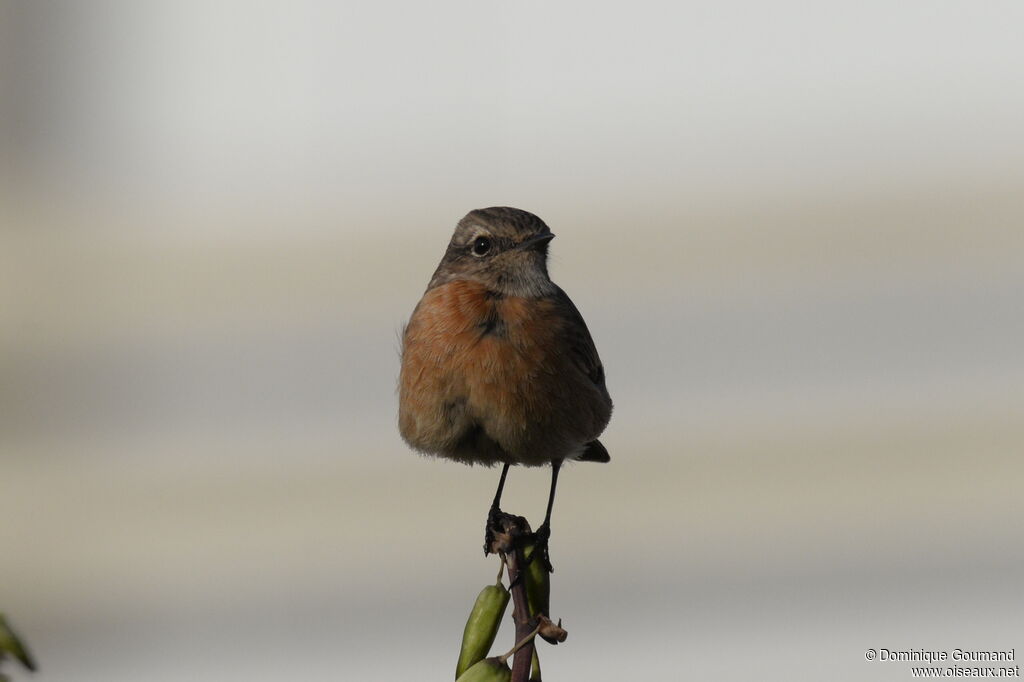 European Stonechat female adult