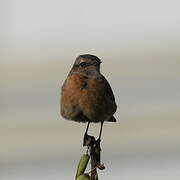 European Stonechat