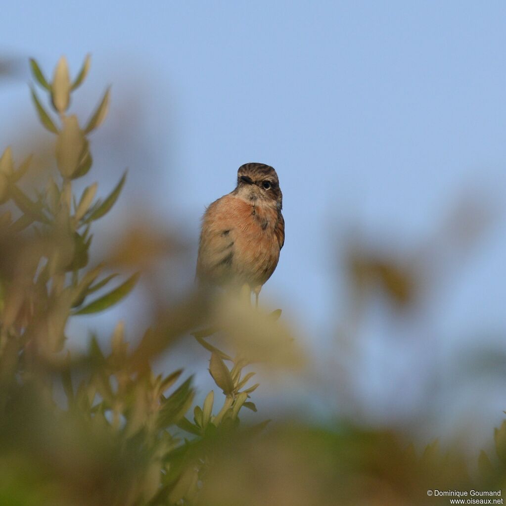 European Stonechat