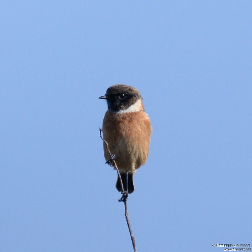 European Stonechat male adult