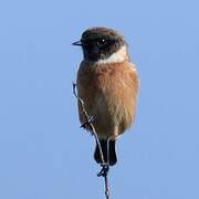 European Stonechat