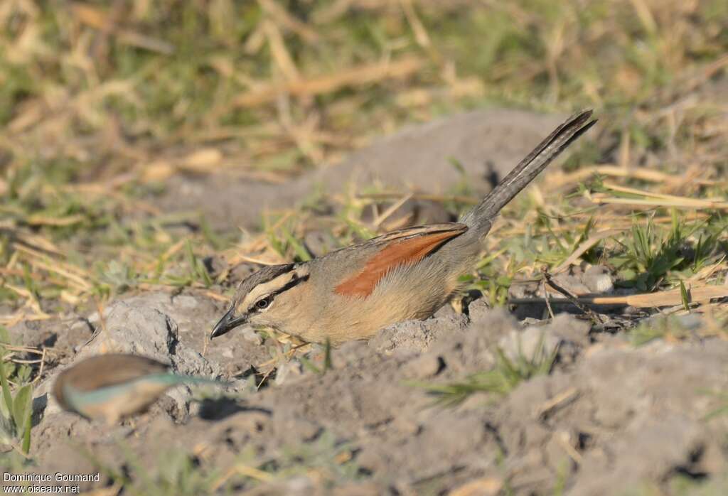 Brown-crowned Tchagraadult, fishing/hunting