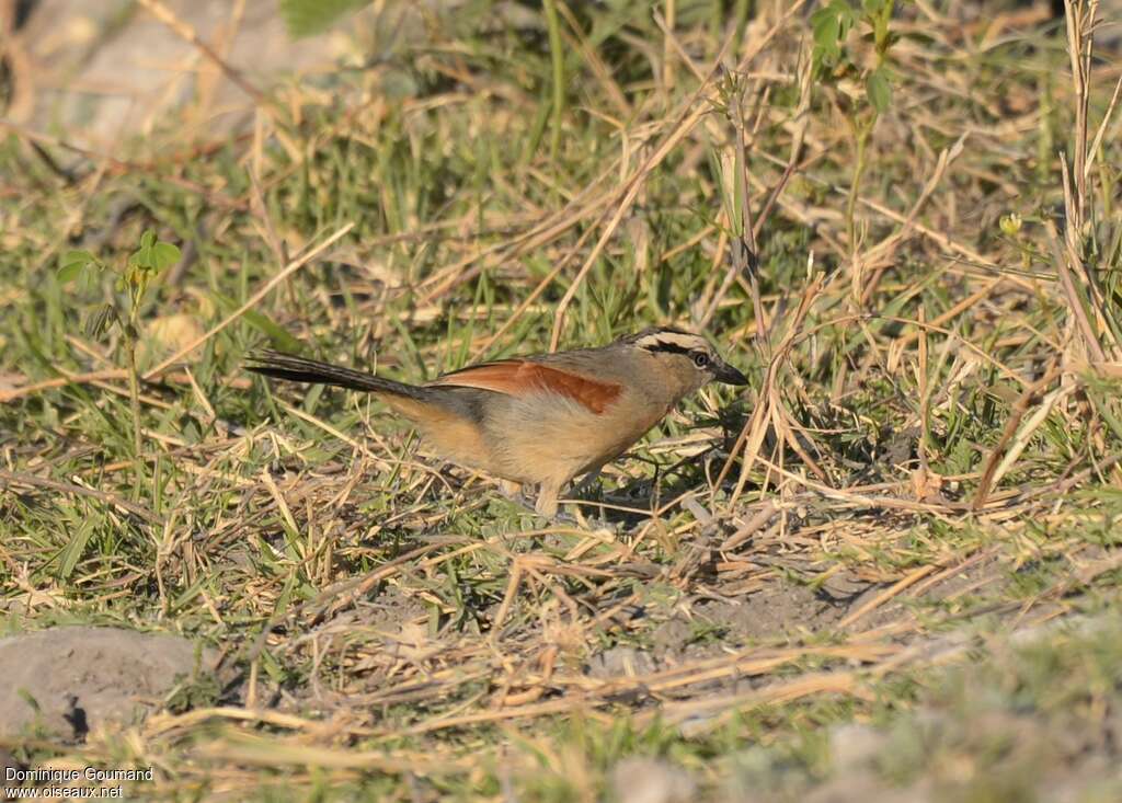 Tchagra à tête bruneadulte, pêche/chasse