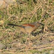 Brown-crowned Tchagra