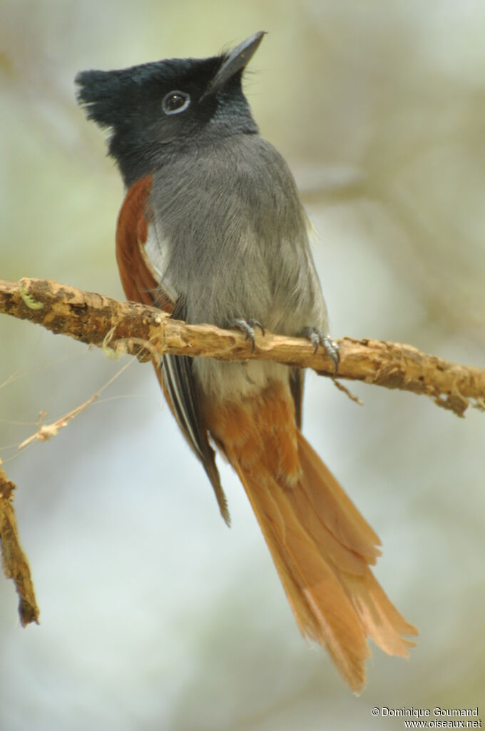 African Paradise Flycatcher female