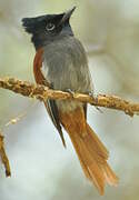 African Paradise Flycatcher