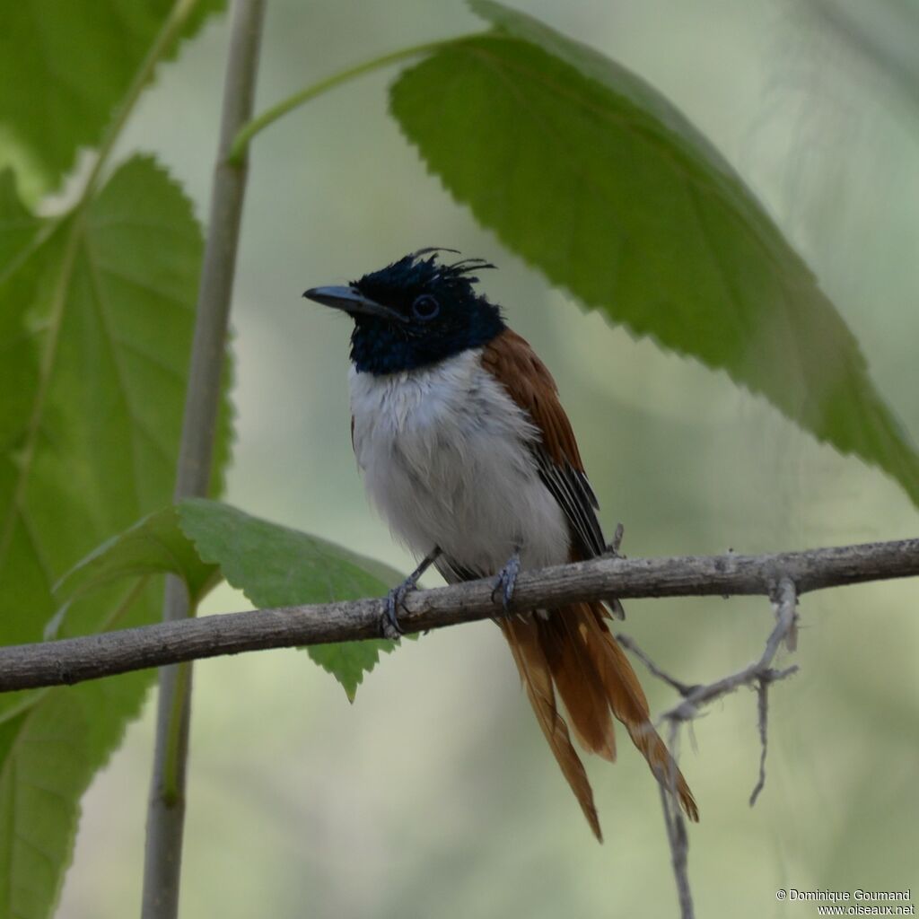 Indian Paradise Flycatcher