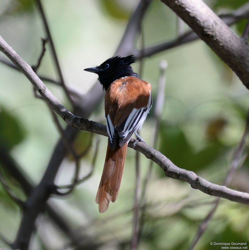 Indian Paradise Flycatcher