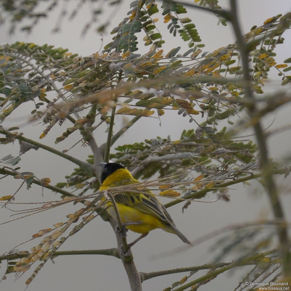 Black-headed Weaver male