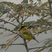 Black-headed Weaver