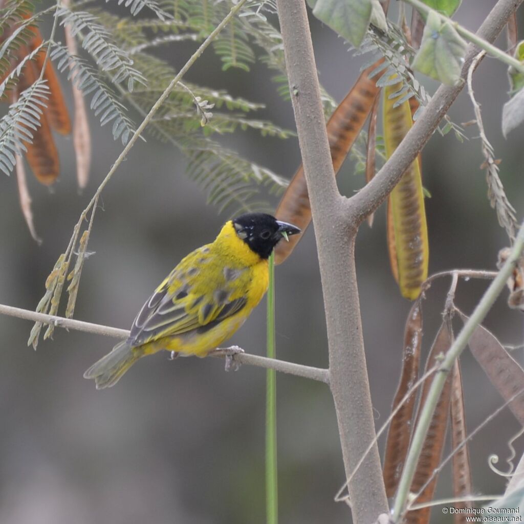 Black-headed Weaver male