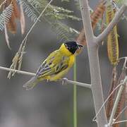 Black-headed Weaver