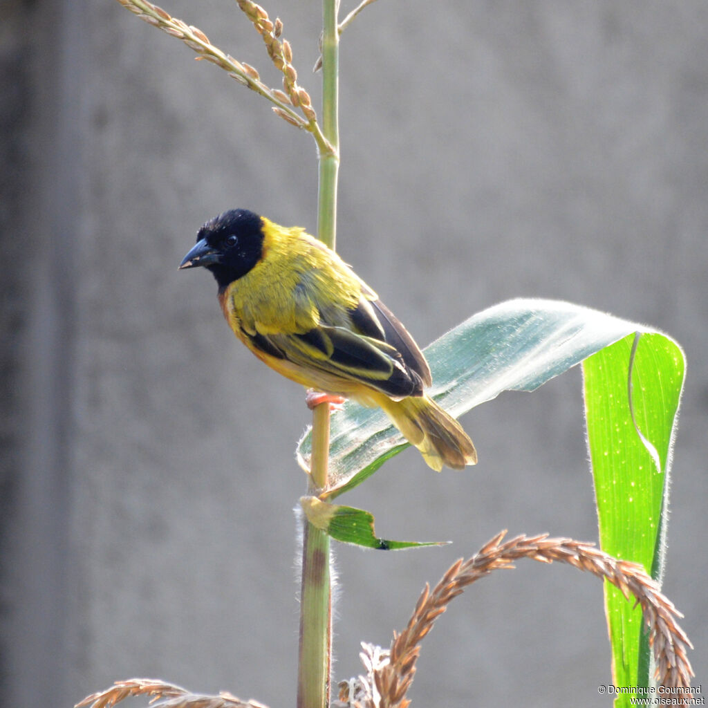 Tisserin à tête noire mâle adulte, identification