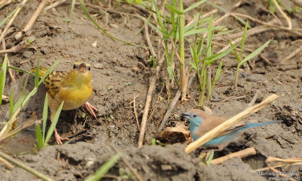 Southern Masked Weaver