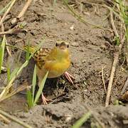 Southern Masked Weaver