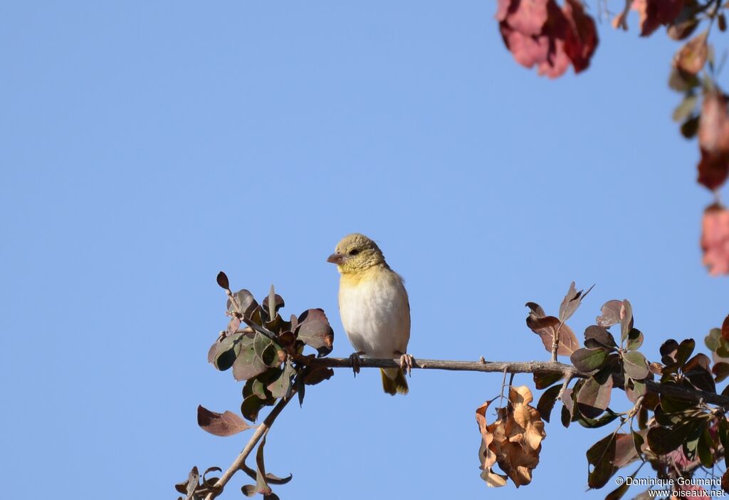 Southern Masked Weaver