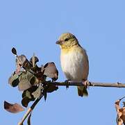 Southern Masked Weaver