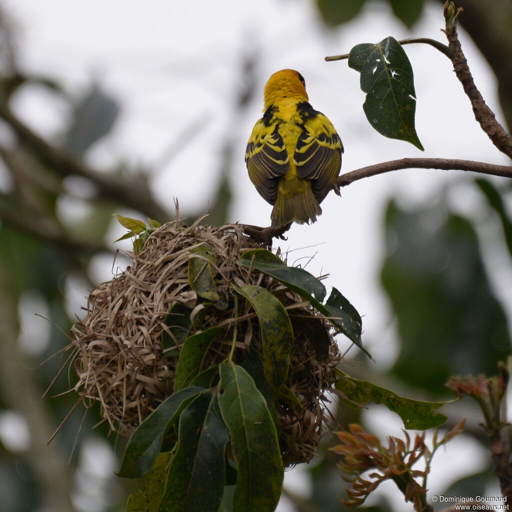 Tisserin gendarme mâle adulte, habitat