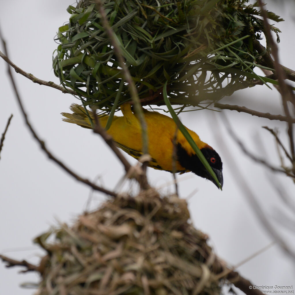 Village Weaver male adult, identification, Reproduction-nesting
