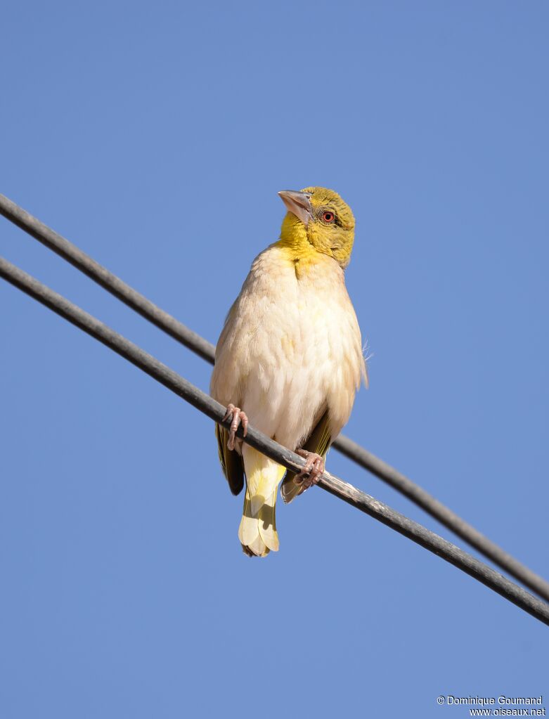 Village Weaver female adult